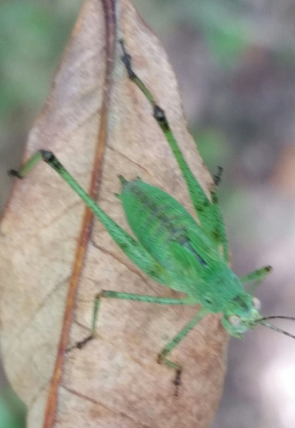 Grillo?  No, ninfa di Phaneroptera sp.